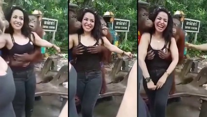 Cet orang-outan sait où placer ses mains pour les photos avec des femmes