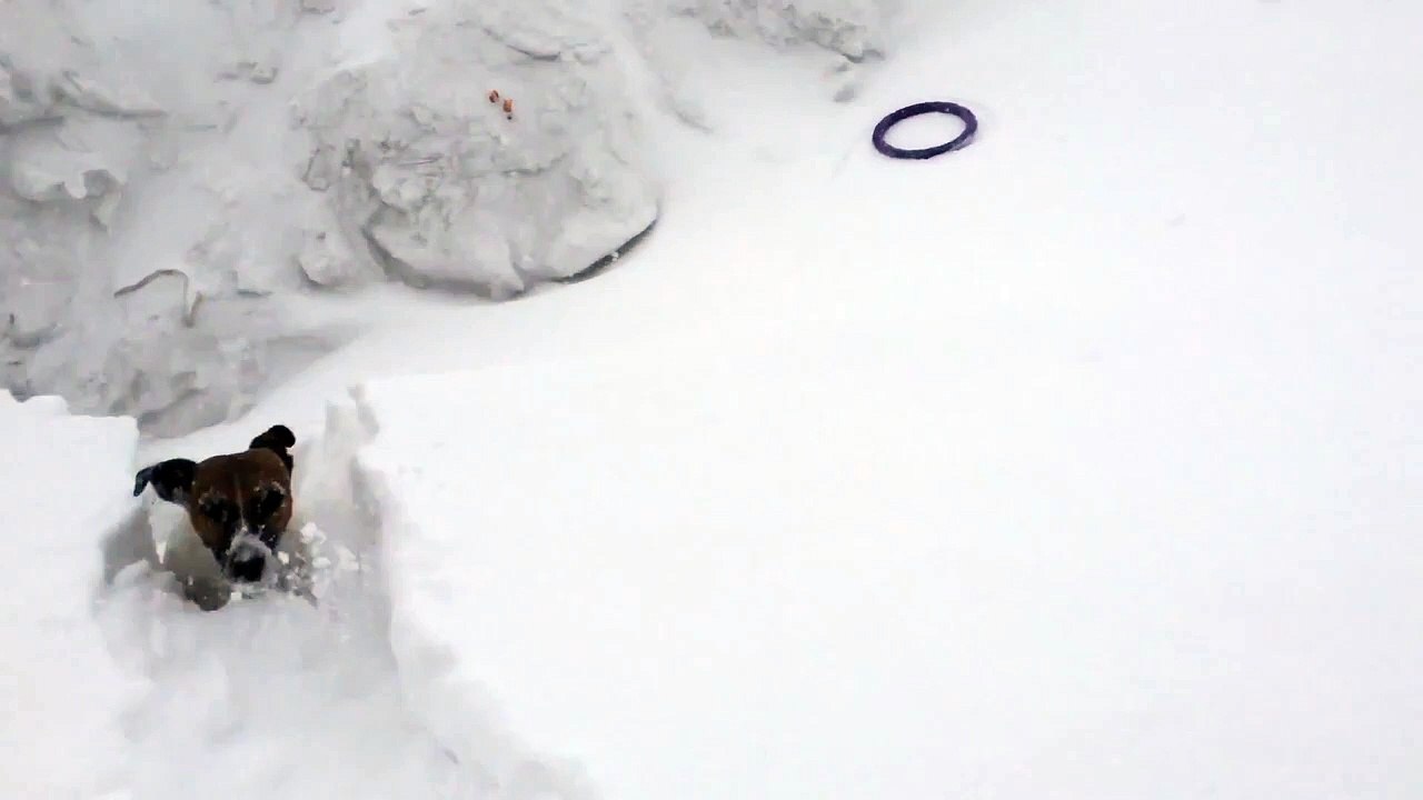 un Jack Russel joue dans la neige... quel fou !