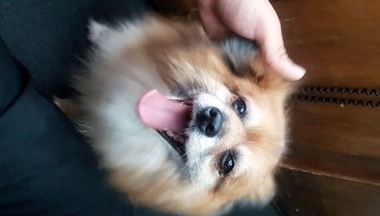 un chien réclame des papouilles
