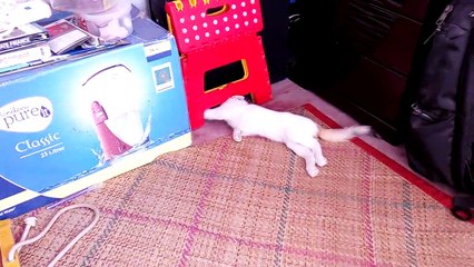 pauvre chat paraplégique... mais très joueur !