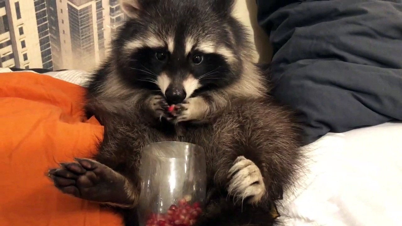 un raton laveur trop mignon mange des fruits