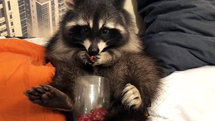 un raton laveur trop mignon mange des fruits