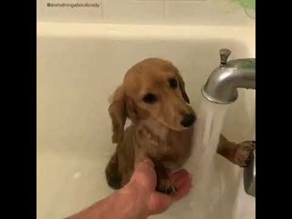 Owner Holds Scared Puppy's Paw During Bath Time