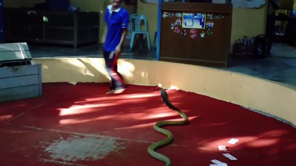 Ce thaïlandais joue avec son cobra royal géant OMG