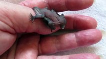 Un bébé chauve souris c'est trop mignon...