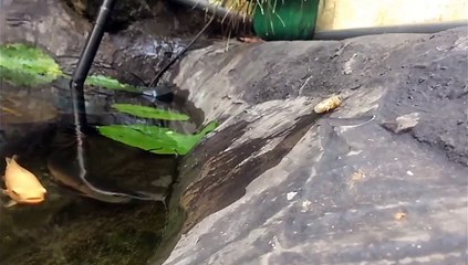 Ce poisson saute hors de l'eau pour attraper à manger !