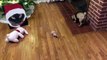 Portrait de chat géant pour éloigner leur chien du sapin de Noël !