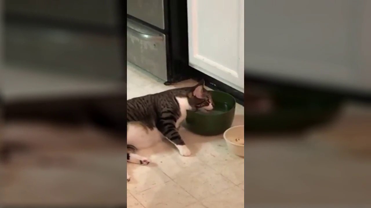 Tellement fainéant ce chat se lève pas pour boire mais reste allongé le long de sa gamelle !