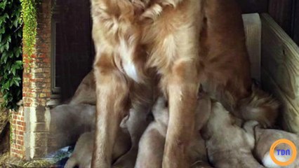 Ces Snapchat d'animaux improbables qui nous font rire