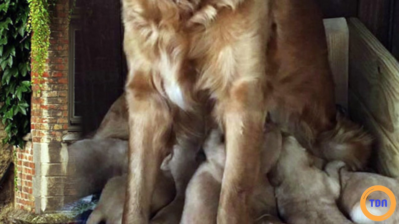 Ces Snapchat d'animaux improbables qui nous font rire