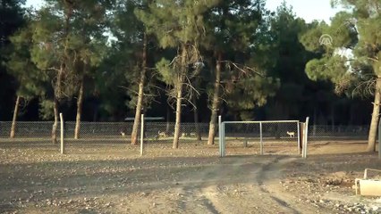 Dağ ceylanlarına Ceylanpınar'da özel alanda bakım - ŞANLIURFA