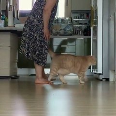 Kucing Lucu Sangat Menggemaskan Terbaru 2017 | #010