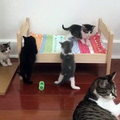 Kucing Lucu Sangat Menggemaskan Terbaru 2017 | #012