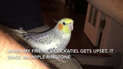 Une perruche imite une sonnerie iPhone