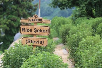 Rize Şekeri İçin Fabrika Kuruluyor
