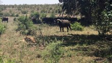 Buffalo Flips a Sleeping Lion! - Latest Sightings Pty Ltd