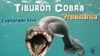Capturan un Tiburón Prehistórico en Portugal, con cabeza de cobra.