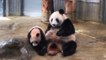 Adorable baby panda plays with mother during debut at Tokyo Zoo