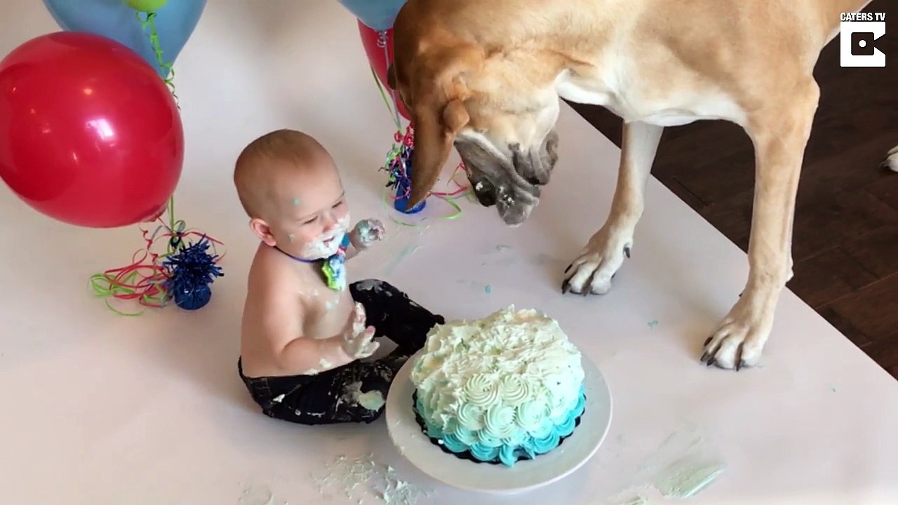 La complicité entre ce bébé et un Grand Danois...