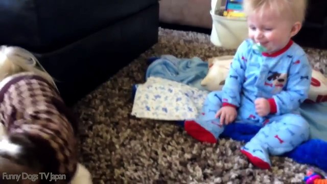 Baby Plays With Shih Tzu - Funny Dogs and Babies Compilation 2017