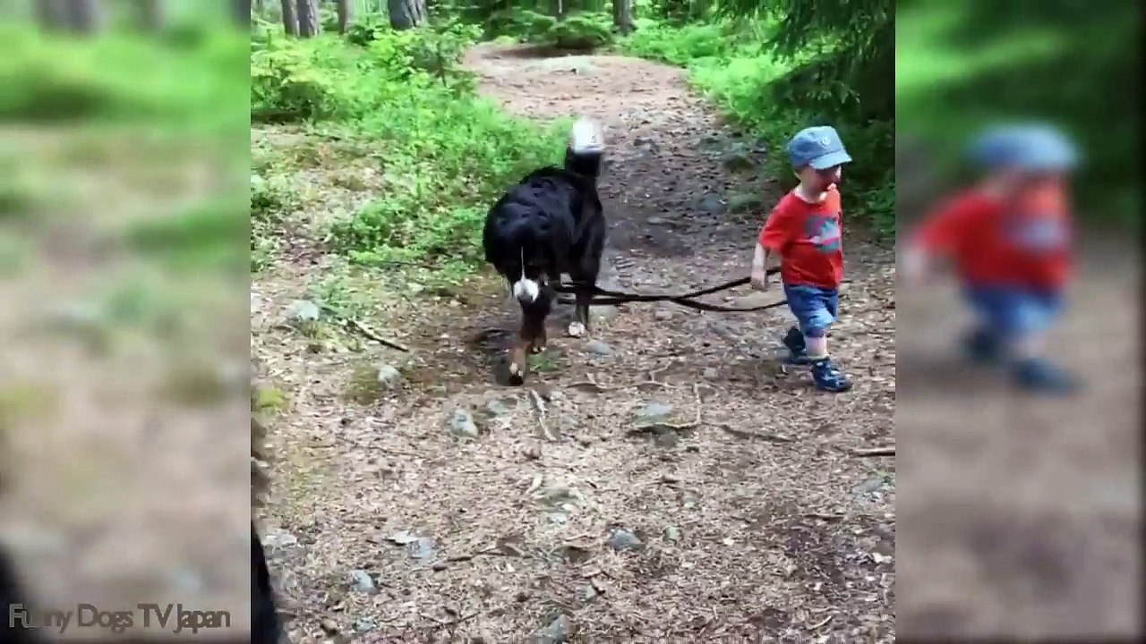 Baby Pushing Dog in A Baby Stroller - Funny Dogs and Babies Compilation 2017