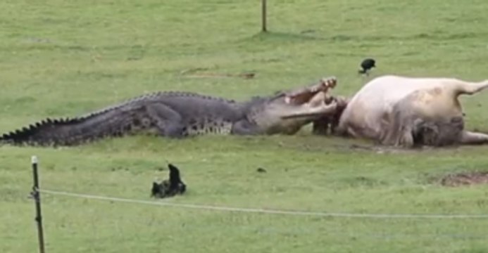 Crocodile Eats Cow in Front of Shocked Australian Family