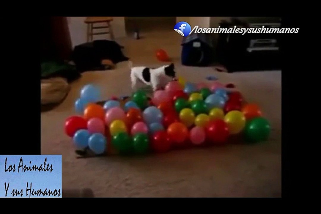 Intenta ver este Vídeo ¡SIN REIRTE! Los Gatos más graciosos del Mundo