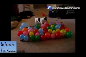 Intenta ver este Vídeo ¡SIN REIRTE! Los Gatos más graciosos del Mundo