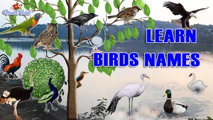 Learn Birds Names for Kids in english | Birds names with Pictures for Children, babies || Viral Rocket