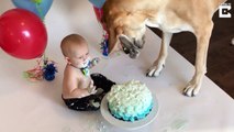 Ce chien et ce bébé sont les meilleurs amis du monde et c'est juste magnifique