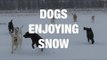 Ecstatic Dogs Enjoying Snow