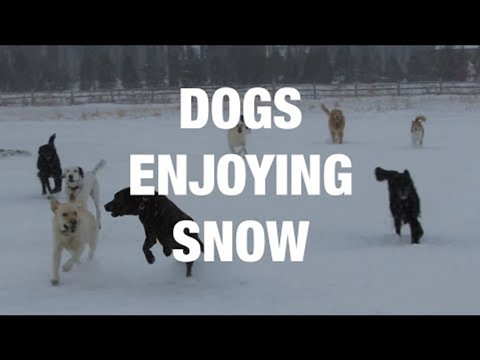 Ecstatic Dogs Enjoying Snow