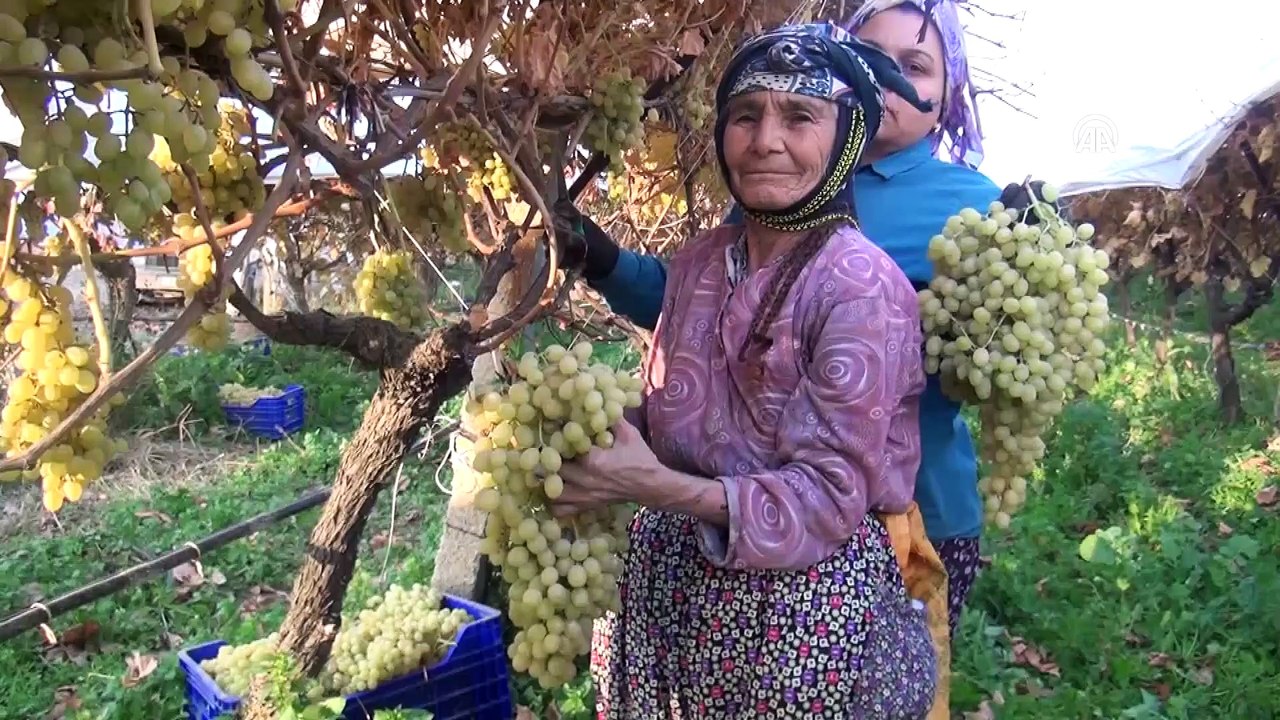 Kış mevsiminde üzüm hasadı - MANİSA