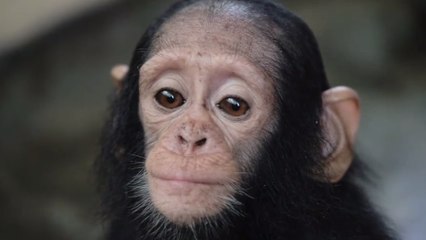 Chimp Who Was Once Scared of Being Touched Now Loves Hugs From Best Friend