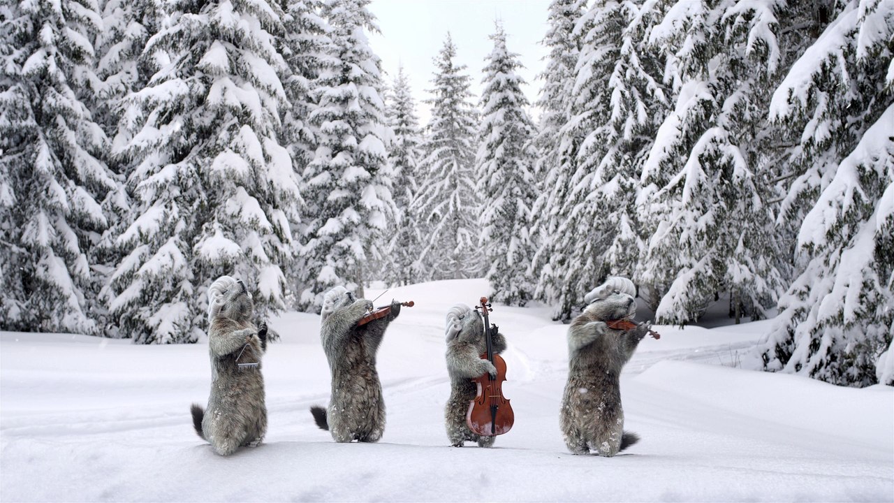 Joyeuses fêtes avec les marmottes
