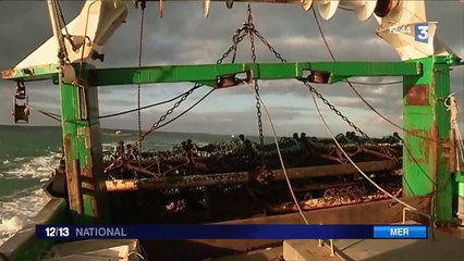 Port-en-Bessin : une année exceptionnelle pour la coquille Saint-Jacques