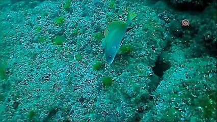 Denize bırakılan av malzemeleri temizleniyor - SİNOP