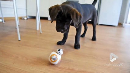 droide BB-8 vs chiot !