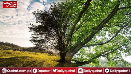 Tree kill birds must watch