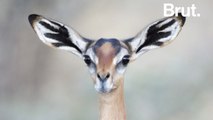 Voici le Gerenuk, la 