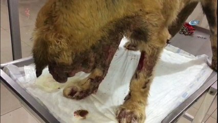 Kimyasal maddeyle yaralanan köpek tedavi altına alındı