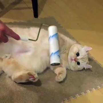 Ce chat adore qu'on lui fasse des massages