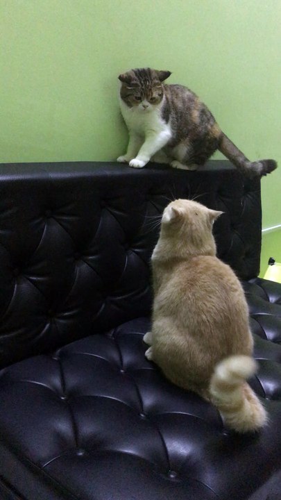 Silly Cats