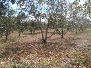 Venta de Terrenos en los altos de Masaya, Quinta GiraLuna U$190,000