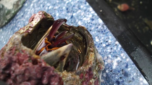 Ce coquillage est aussi flippant que Alien... Regardez sa mâchoire terrifiante