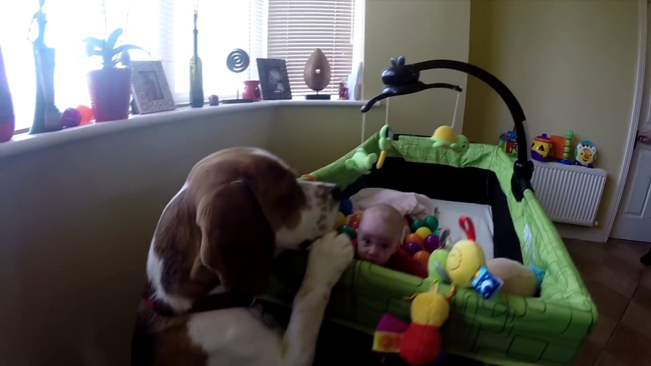 Ce chien adorable donne ses jouets au bébé de la famille... Trop mignon