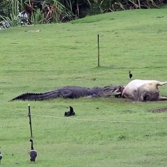 Ce crocodile se fait un festin : grosse vache