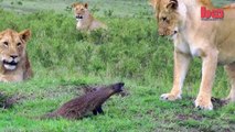 Cette mangouste courageuse résiste face à 4 lionnes...