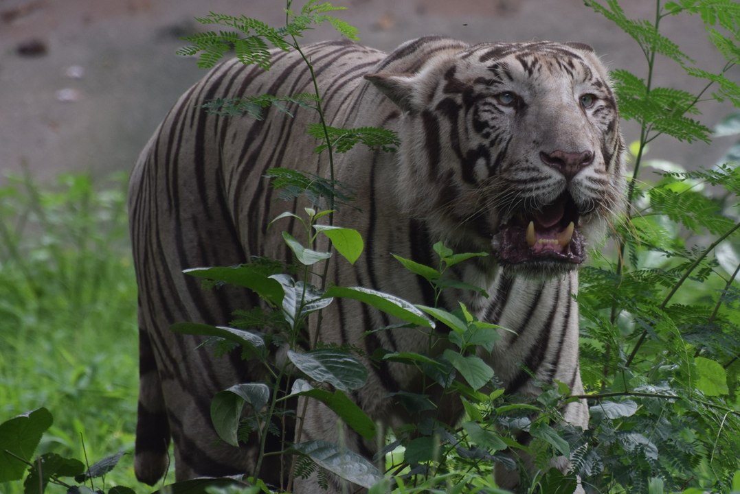 WILDLIFE PHOTOGRAPHY|THE BEST WILDLIFE PHOTOS|NATURE PHOTOGRAPHY