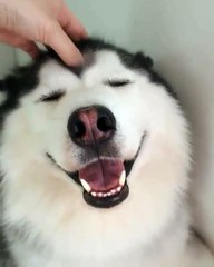Phòng khám đa khoa Đại Đông - Funny husky